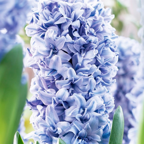 ���������� ������� �������� Blue Tango(2 ��������)