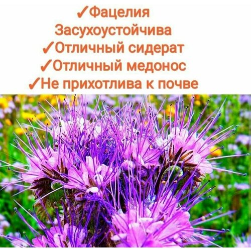 ���������� ������� ������������ 200 ��, ������, �������, �������, �������� ������ � ������, 100%���������