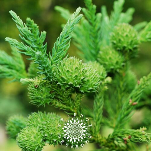 ���������� ������ ����������� �������� (���. Cryptomeria japonica) 50 ��