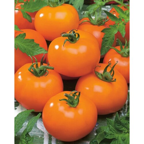 ���������� ����� ������ 5�� (���� ������)