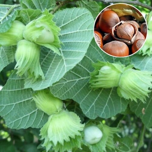 ���������� ������ ��������