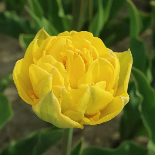 ���������� ������� ���� ����� (5 ��)