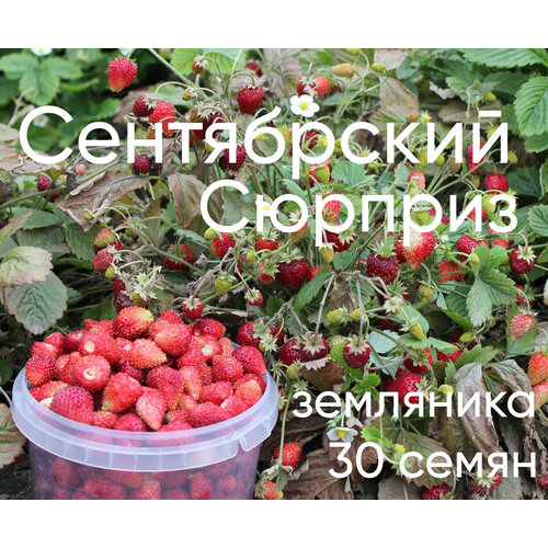 ���������� ����������� ������� 30 ��