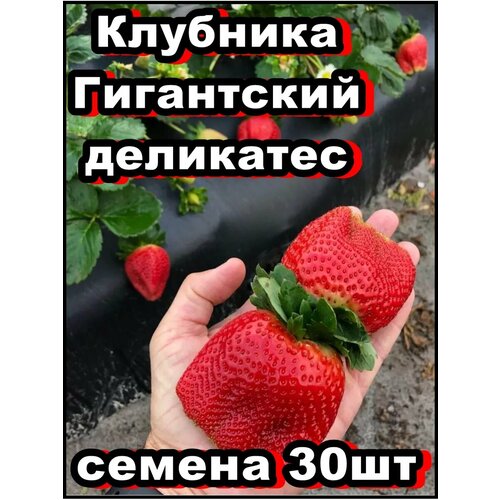 ���������� ������ �������� ���������� ��������� 30��