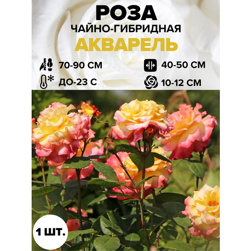 ���������� ���� �������� �����-��������� 1 ��.