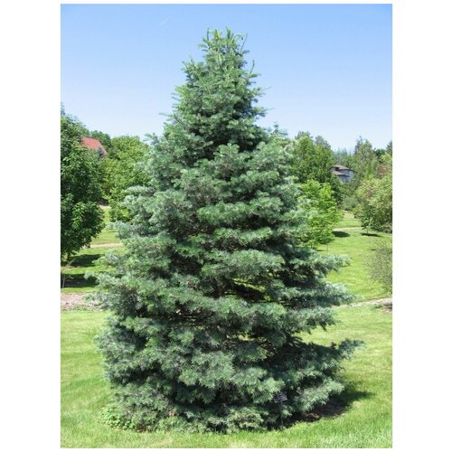 ���������� ����� ���������-������