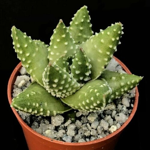 ���������� �������� ��������� ������� ���, Haworthia Margaritifera, Keimung �ei , ������