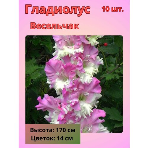 ���������� ��������� ��������������� ���������, �������� ����������