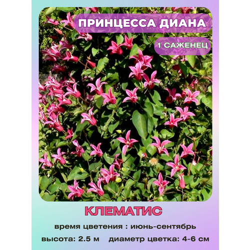 ���������� �������� ��������� �����