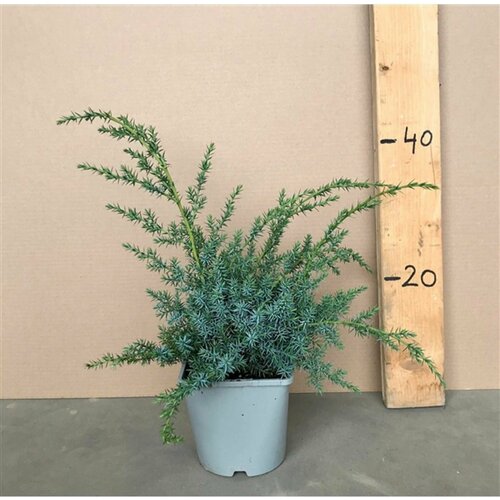 ���������� ������������ ��������� 