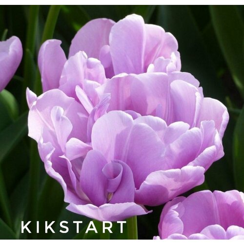 ���������� �������� ����������� , �������� ���� KIKSTRAT (4 �����)