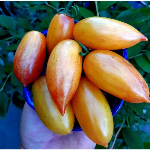 ���������� ������ ����� �������� ������� (Artisan Blush Tiger) / Seeds And Goods / � �������� zip-lock ��� ���������� 15 �����