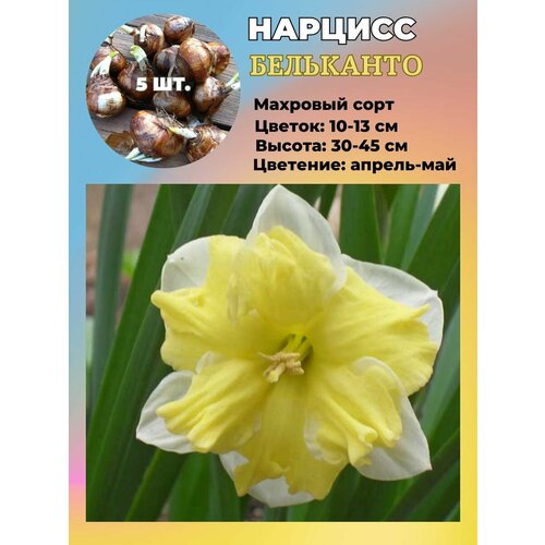 ���������� ������� ��������, �������� 5 ����