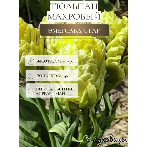 ���������� ������� �������� ����������� ������