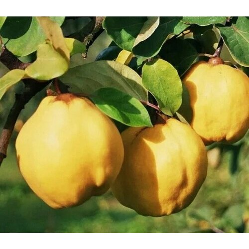 ���������� ������� ���� ���� ������