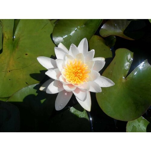 ���������� �������� (������) �������� (Nymphaea colossea) ����� � ������� ��������