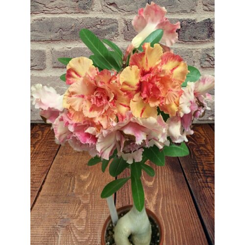 ���������� ������� ���� ��������, ������