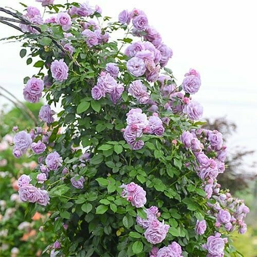 ���������� ���� ��������� ��-��