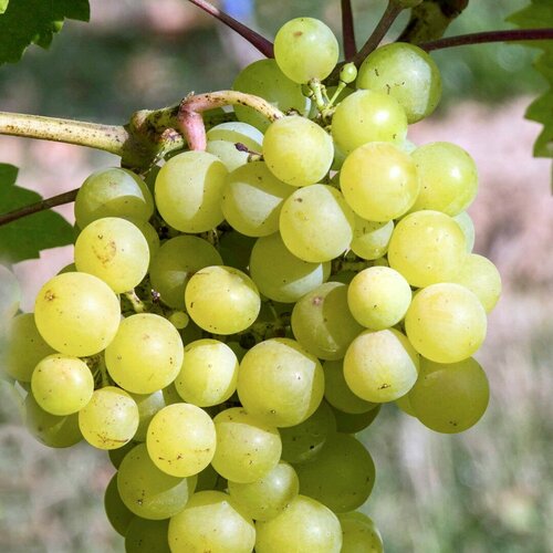 ���������� �������� ������ ��������� (������� ������� 50-80 ��, 1 ���)