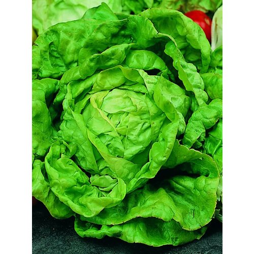 ���������� ������ ��������� ������ ���������� ������ - 0,5 �. ˸����, ������������� ����