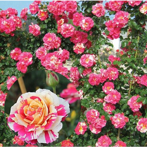 ���������� ���� ��������� ������� ����� 2��