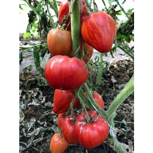 ���������� ������������� ������ ������ ������� ������� �����