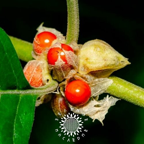 ���������� ������ ���������� - ��������� �������� (���. Withania somnifera) 15 ��