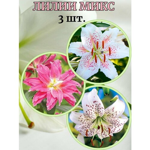 ���������� ����� ����, 3 �����