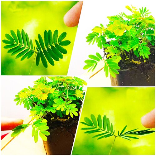 ���������� ������ ��������� ��������� ������ ���������, 15 ��