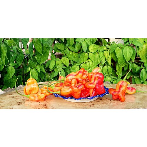 ���������� ������ ����� ���� ������� (Zebrange) / Seeds And Goods / � �������� zip-lock ��� ���������� 10 �����