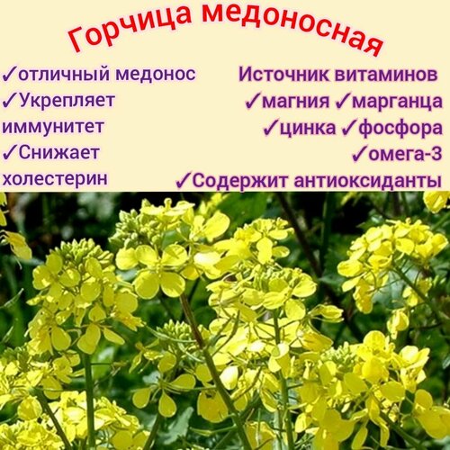 ���������� ������� ����������/ �������� 50��, ������ �������� � ������, ��� ����/ �������, ������� premium