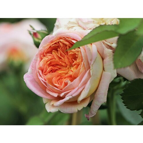 ���������� ���� ��������� ��������