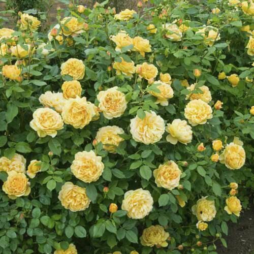 ���������� ���� ��������� ������ ������ (Golden Parfyum) / 2 ��, ��������� ����