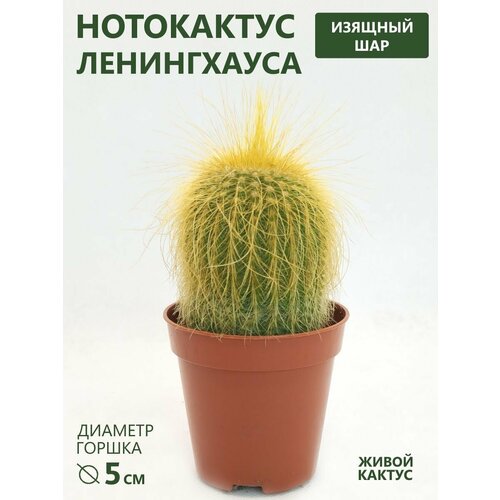 ���������� ������ ���������� ����������� (Notocactus Leninghaussii) D-5 ��