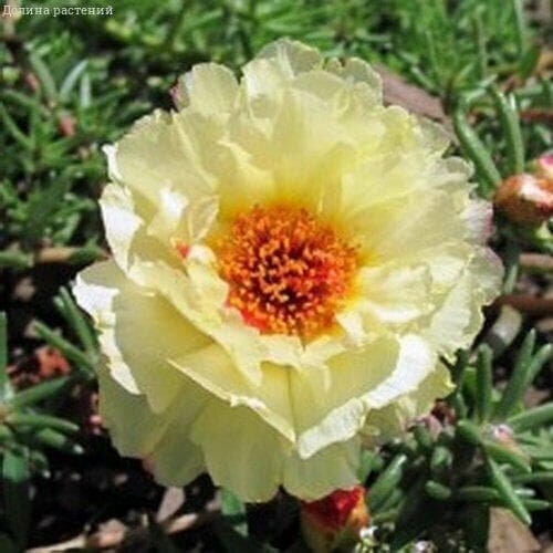 ���������� �������� ��������� ���� (������). ������.