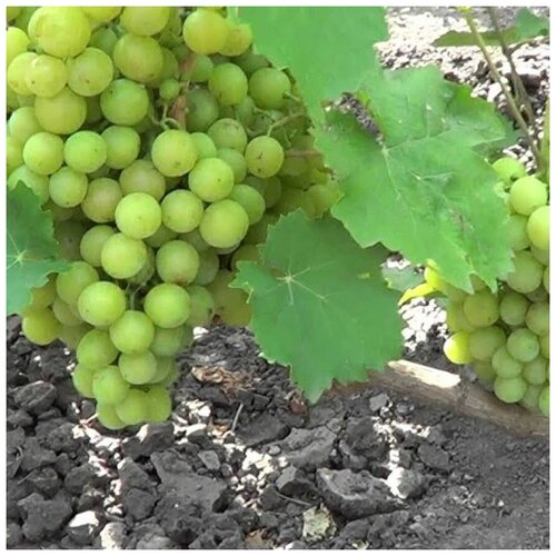 ���������� ������ ������ �������� ������ �������� 15 ��.