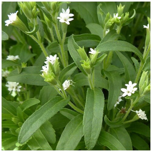 ���������� ������ ������ ������ rebaudiana ������� 30 ��.