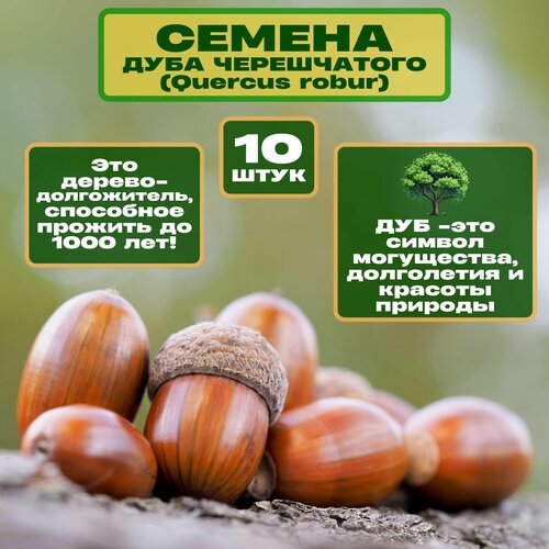 ���������� ������ ���� �����������, 10 ��. ������ �������, ������� ���������. �������� ��������� ��������, �������� ������� ��� �� ����� �������. �������� ��� ������������ ������� � ����������.