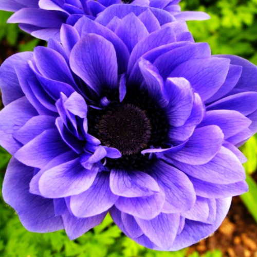 ���������� �������� ������, botanica garden, ������� ���� ���������, 10 ����