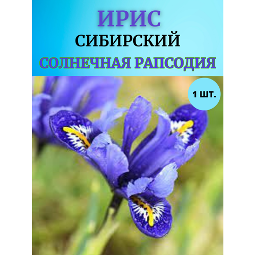 ���������� ���� �������� ��������� ��������, ����������� �����