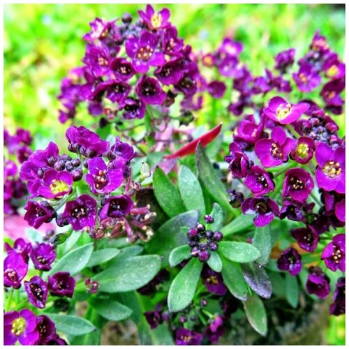 ���������� ������ ������ ������� ���������� �������� 50 ��.