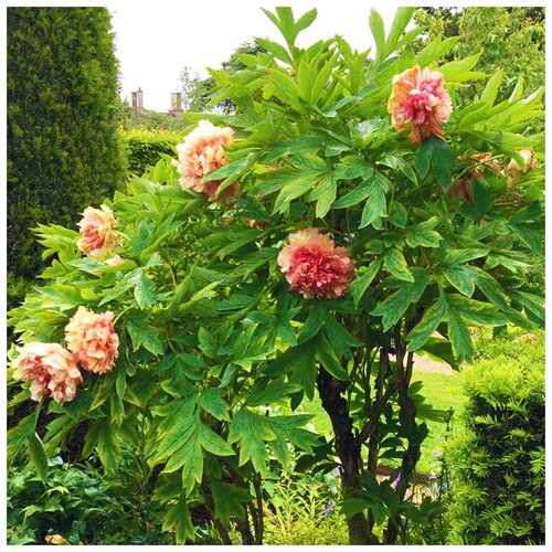 ���������� ����������� ���� ��������, ������, 5 ��