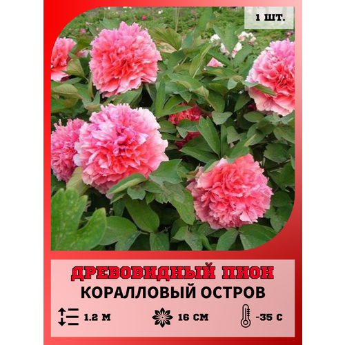 ���������� ���� ����������� ���������� ������, ������� 1 �����