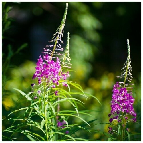 ���������� ������ ������ ����-��� ������ ����������� 100 ��.