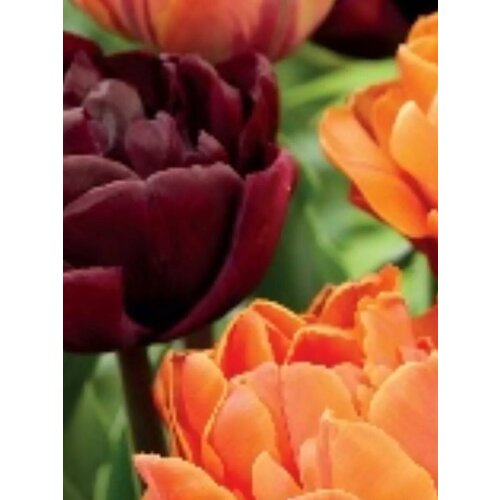 ���������� �������� ������� �������� ��� ����� ���� - 5 ��.