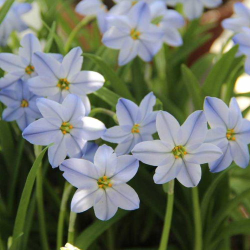 ���������� Ipheion Uniflorum Rolf(10 �������)