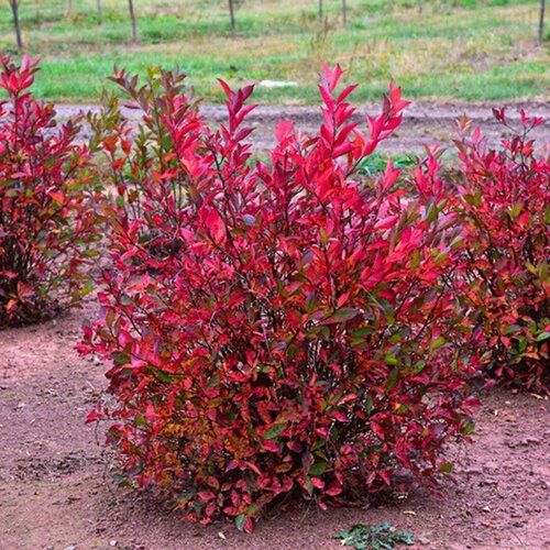 ���������� ���� ���������� ������ (1 �������)