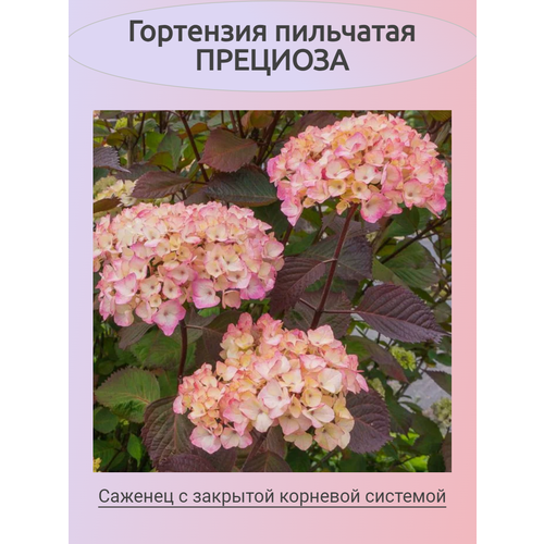 ���������� ��������� ��������� �������� (���������)