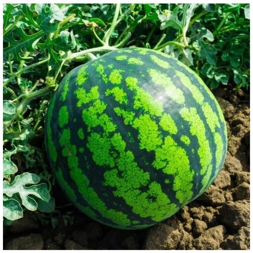 ���������� ������ ������ ����� ���� �������� ��������������� 10 ��.