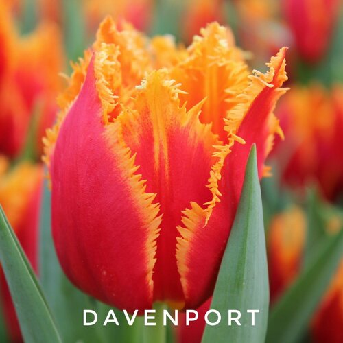 ���������� �������, �������� ���� Davenport �����������,(3 ����)